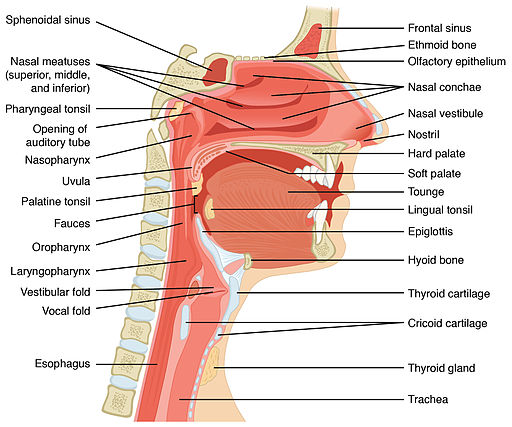 2303 Anatomy of Nose-Pharynx-Mouth-Larynx
