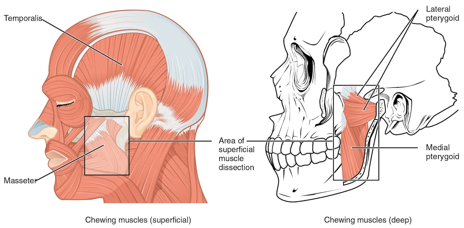Muscles of the Lower Jaw - How to Measure Muscle Tenderness to Diagnose Orofacial Pain